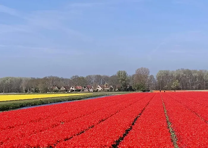 Alk 8-1 By Interhome Noordwijkerhout